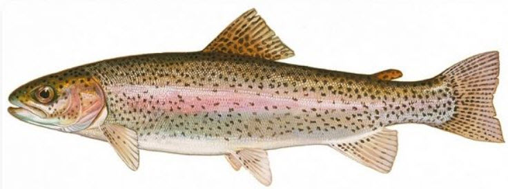 Oncorhynchus mykiss_02.jpg